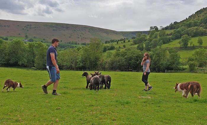sheep herding with welsh border collies